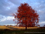 Herbstbaum